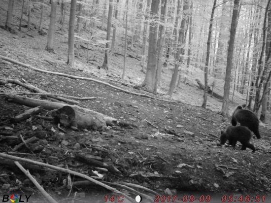 Medvedica s mláďaťom