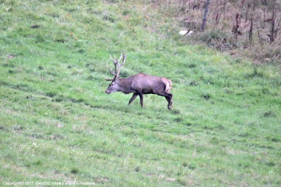 Ako prišiel o frajerky video pred súbojom