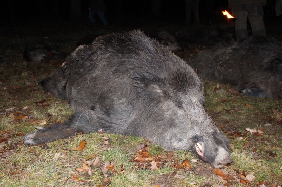 Wild Boar Hunting:Driven Hunting in Slovakia-Topoľčianky