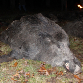 Wild Boar Hunting:Driven Hunting in Slovakia-Topoľčianky