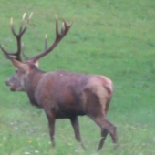 Jelenia ruja 2016 v pohorí Žiar