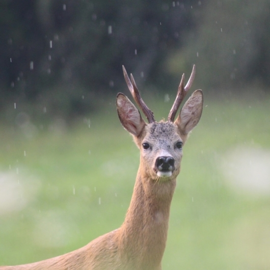 Fotolovy 2016-2017-2018