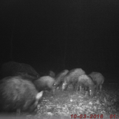 Diviaky