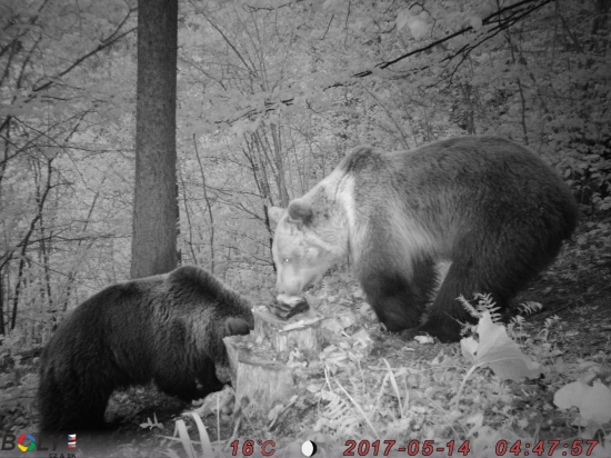 Medvede spolu na solisku