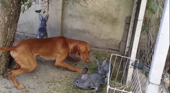 ben a kľudy pred srstnatou