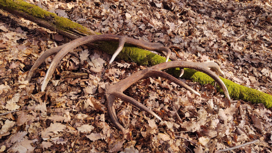 Pára nepravidelný 12 torák