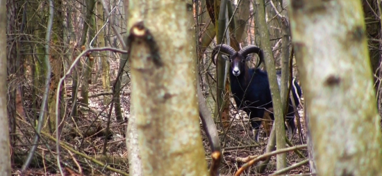 Pozorovanie muflóna lesného