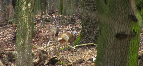 Srnec a jeho družka