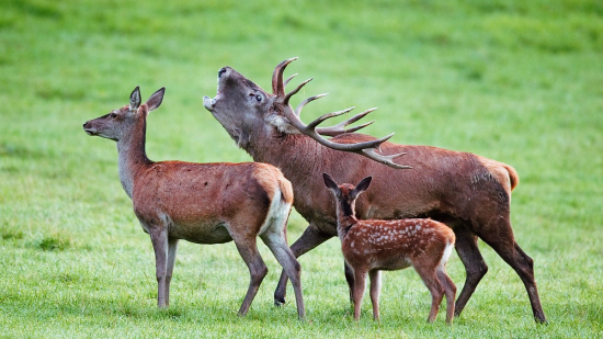 Pekný jeleň na lúke si svojím stádom