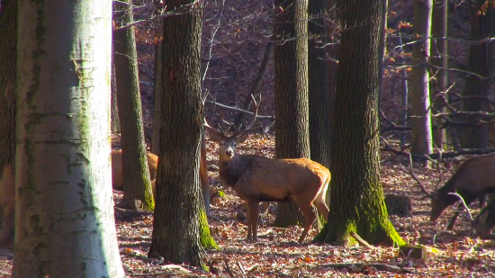 Črieda jeleňov na pár metrov.