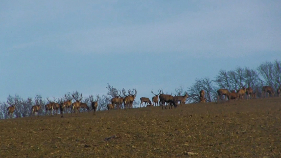 Veľká črieda jeleňov....100-150 kusov