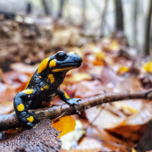 Salamandra škvrnitá