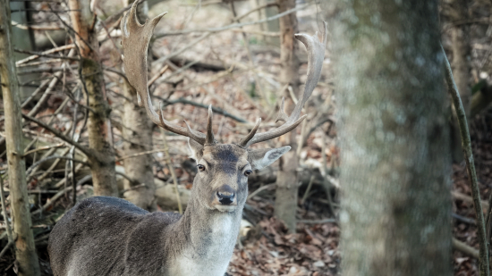 Pekne mi zapózovali