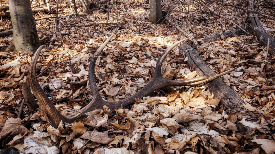 Nádherný čerstvý zhod