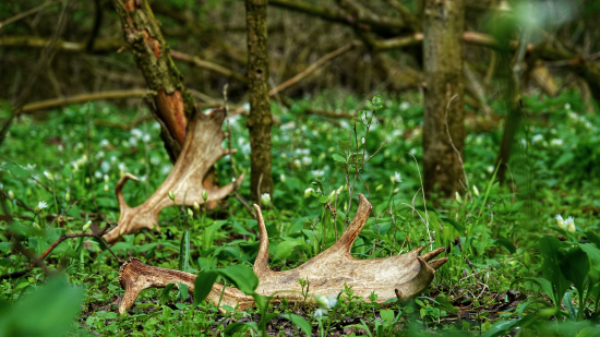 Keď srdce poskočí