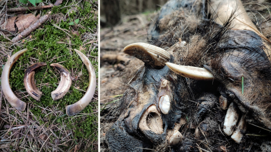 Úhyn diviaka... koľko mu tipujete?