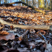 Špicer