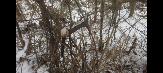 Keď už rastú aj na strome