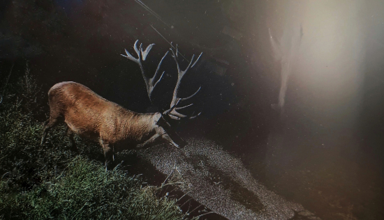 Jeleň v dedine / nepravidelný 22torák