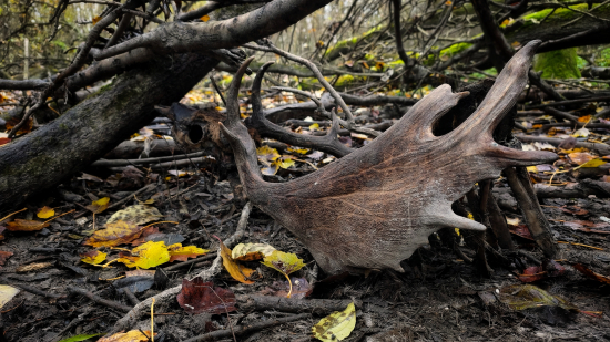 Pod spadnutým stromom