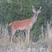 Ruja 2019
