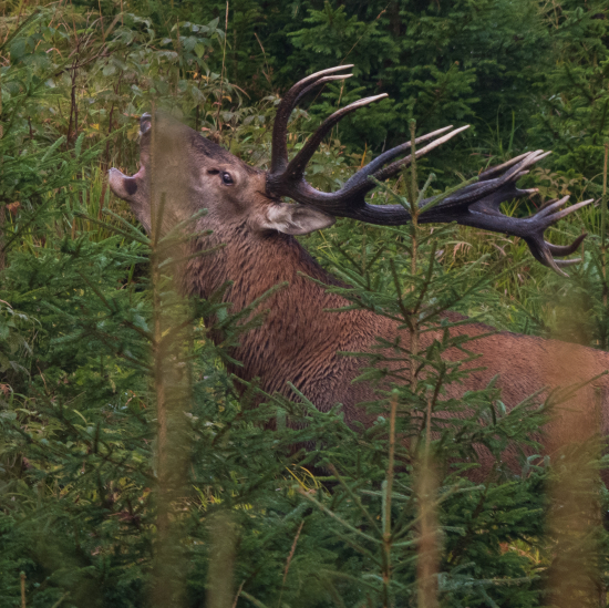 Na chvíľu sa zastavil