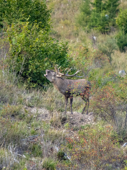 Nepravidelný 12torak