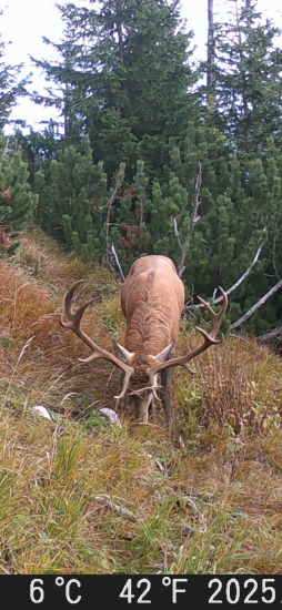 Krásny jeleň po ruji