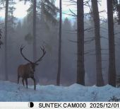 12 torak v rannej hmle