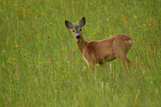 Leto v pohorí Čergov 2022