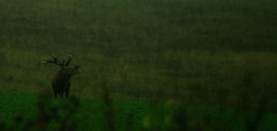 ručiaci jeleň v upršanom dni