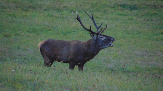 Prišiel s jednou jelenicou