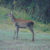 Čiernonoha