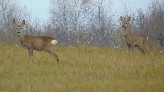 Keď zhodia svoju ozdobu