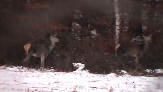 Vyrušená Vysoká zver