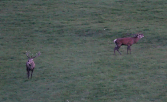 Jelene po súboji...