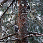 Divočina v Zime