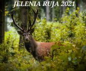 Jelenia ruja 2021