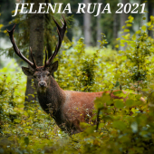 Jelenia ruja 2021