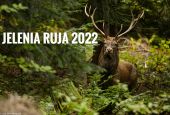 Jelenia ruja 2022