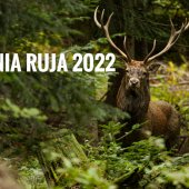 Jelenia ruja 2022