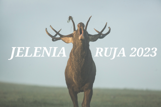 Jelenia ruja 2023