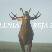 Jelenia ruja 2023