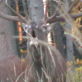 Jelenia ruja 2013
