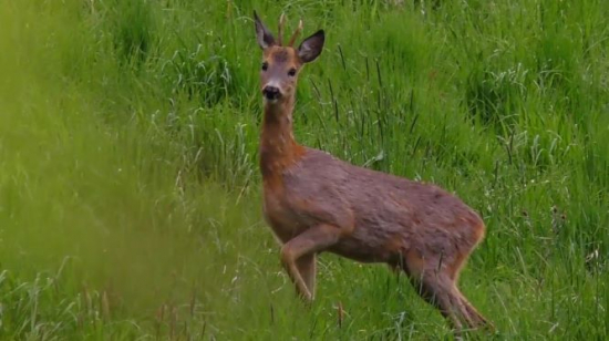 Srnček začiatkom júna