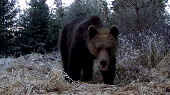 Decembrový chlpáč