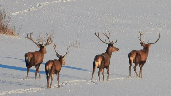 Jelene 28.1.2021 - k lesu čelom , ku mne chrbtom