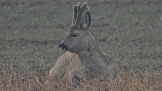 Srnčia na poli