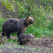 Ako sa zachovat pri medvedici s mladatami