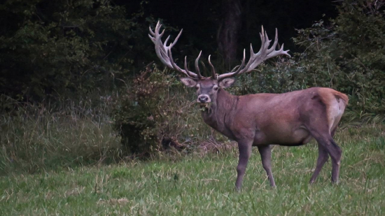 Rebrinák - Život nepravidelného 26toráka
